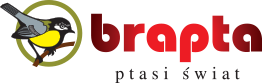 Brapta